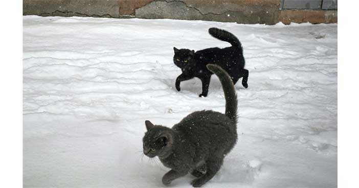 Comment venir en aide aux chats errants en hiver.