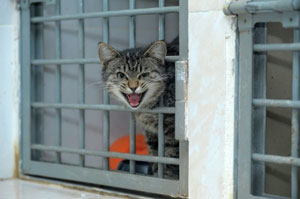 Un chat errant emprisonné dans une fourrière.