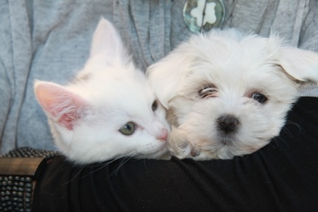 Chien et chat : les deux font la paire ! 