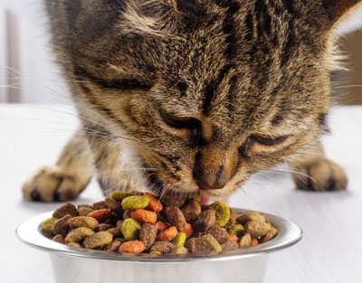 La beauté du poil du chat passe par l’alimentation... 