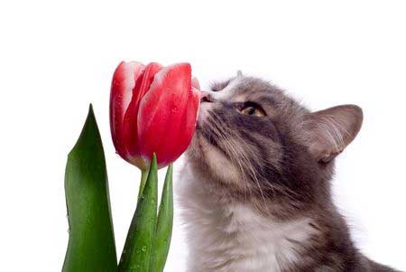 Le muguet comme beaucoup de fleurs sont des poisons pour les chats ! 