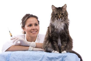 Un chat soigné par une jolie vétérinaire.