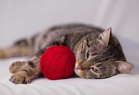 Faire du sport est vital pour les chats.