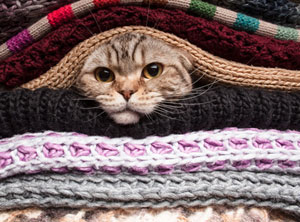 Un chat appréciant la laine.