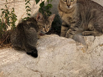 L'Eté de tous les dangers pour les chats 