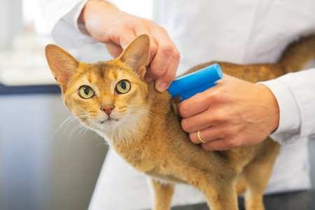 3 bonnes raisons de procéder à l'identification de son chat.