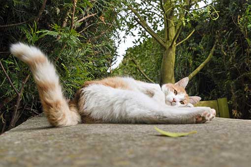Les effets de la cataire sur votre chat : pourquoi votre chat a besoin –  lechatpercher