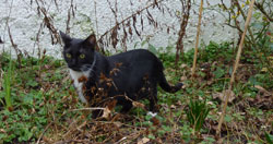 La chasse et le chat