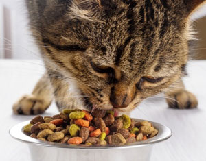 Chat dégustant ses croquettes