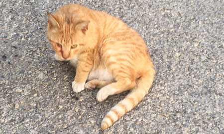 Le chat âgé par Marie-Hélène Bonnet (1)