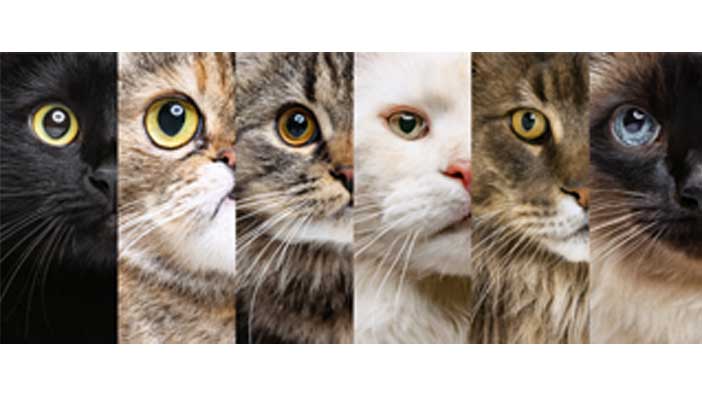 Choisir entre un chat de race et un chat de gouttière : un guide pour une adoption réfléchie