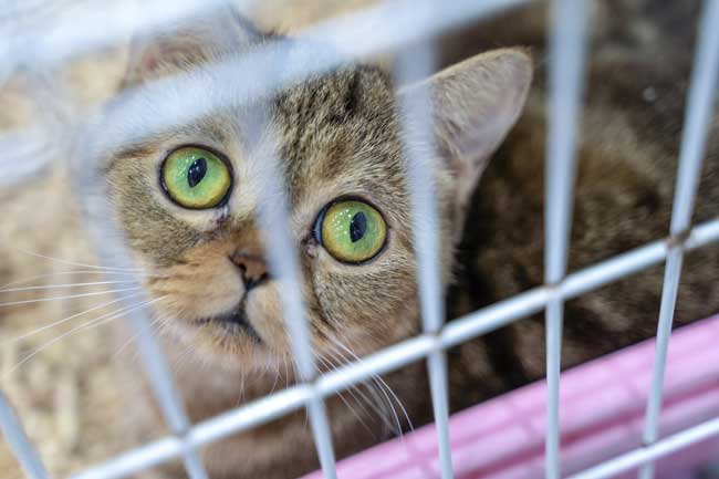 Pourquoi adopter un chat d'un refuge : 5 arguments convaincants