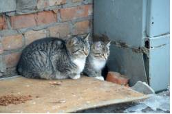  Les chats sont-ils plus heureux seuls ou à plusieurs ?