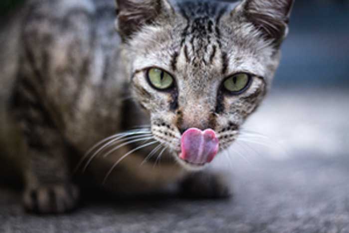 La communication entre chats et humains : miaulements, ronronnements et autres