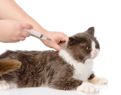 Chat se faisant vacciner.