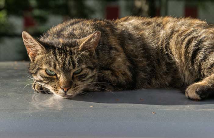 L'âge des chats et comment favoriser une longue vie à nos chats