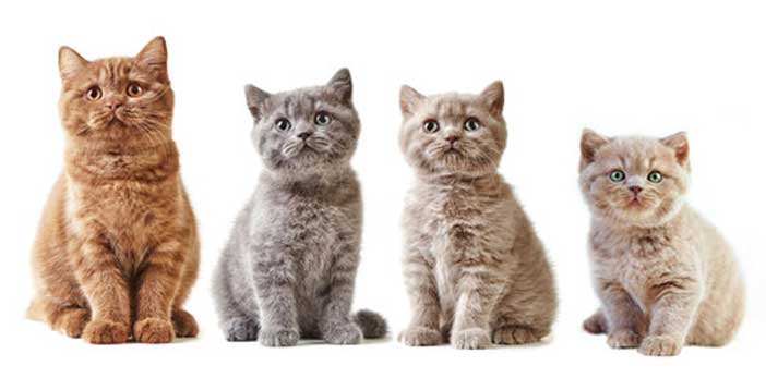 Les chatons d'une même portée peuvent ils avoir des pères différents ?