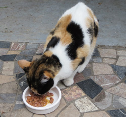 Bien choisir et bien placer la gamelle ou l'écuelle de son chat