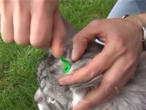 Photo montrant comment il est possible de retirer une tique de son chat avec une pince o'Tom