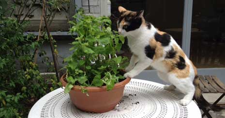 L'Herbe aux chats - Nepeta cataria 