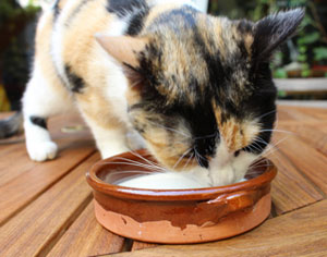 Mon chat peut-il boire du lait ? - Husse