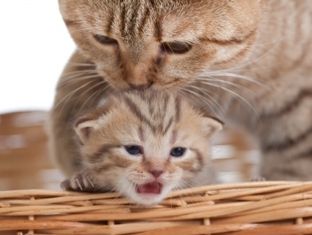 Les ronrons de la mère sont indispensables au bien être du chaton  par Marie-Hélène Bonnet (1) .