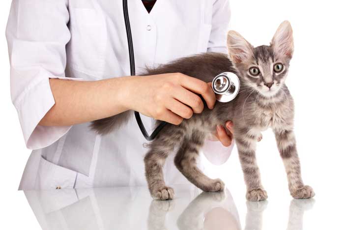 Les soins vétérinaires essentiels pour les chats : vaccinations, stérilisation, et plus encore