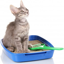 Comment organiser le coin toilettes pour votre chat ?