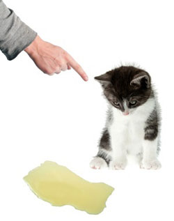 Un maître tentant d’éduquer un jeune chaton à ne pas uriner n'importe où.