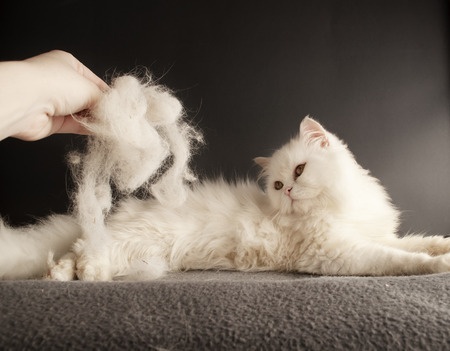 Un beau chat Angora