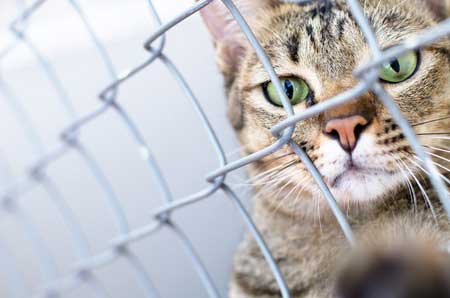  Adopter un chat dans un refuge