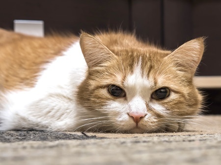 Les chats et la dépression par Marie-Hélène Bonnet (1)