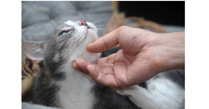 7 signes d’affection du chat pour son maitre qui ne trompent pas