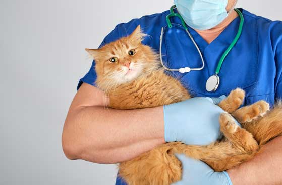 Soins vétérinaires pour chats : Solutions accessibles pour budgets limités.