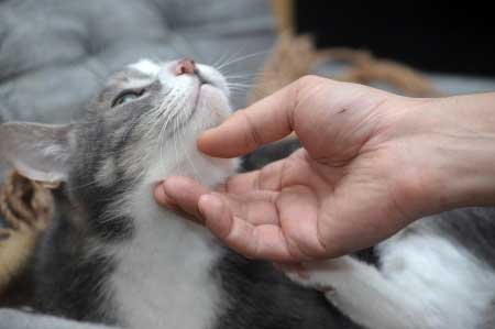 Les chats sont-ils jaloux par Marie-Hélène Bonnet (1) ? 