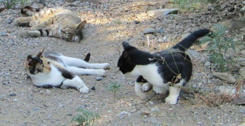 Louise Michel une grande amoureuse des chats ..