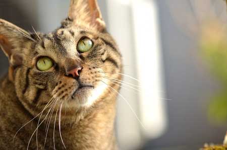 Romain Gary a été sauvé du suicide par un chat...