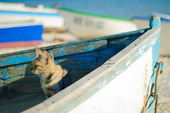 Les chats de la mer