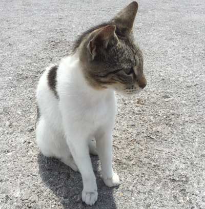 Un chat sauve son abbé de maître de l’enterrement vivant