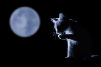  Le  chat né de la lune ...