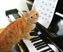 Le chat et les musiciens