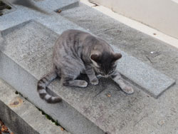 Les chats du Père Lachaise... 