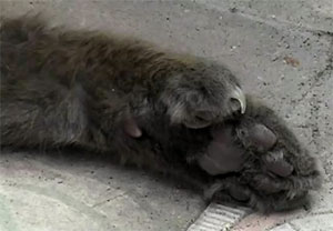 Les chats polydactyles d’Hemingway peuplent toujours son jardin à Key West ! 