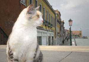 Le chat qui a sauvé Venise… 