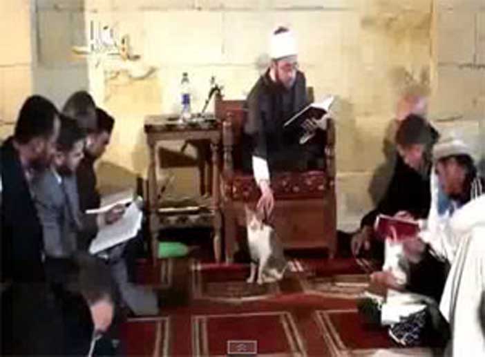  Le chat et l’Islam