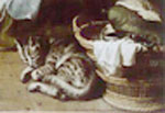 Detail du chat sur le tableau de Rubens