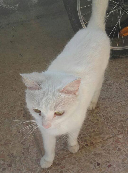 L'appel d'Anne Marie pour adopter ce joli chat sur la Drome