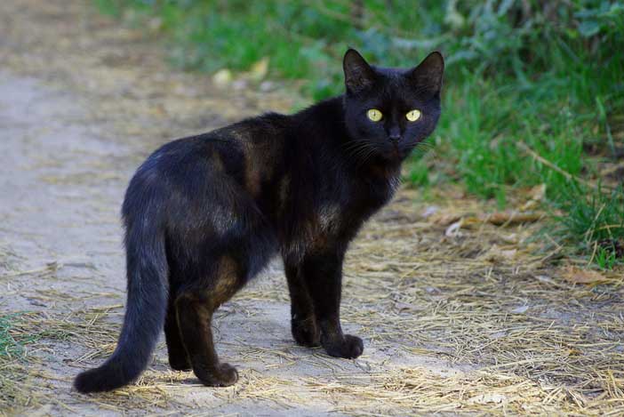 Comprendre le langage corporel des chats