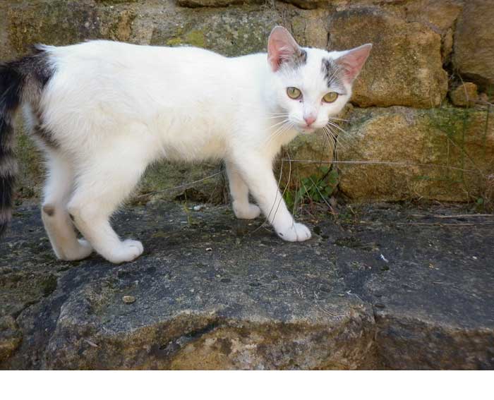 Le chaton malle qu'Andréa souhaite stériliser.