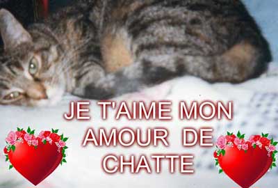 Notre petit coin de Paradis pour ne pas oublier un chat adoré disparu ..... 